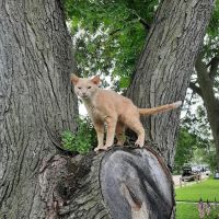 Vanderloo & White Animal Hospital ico