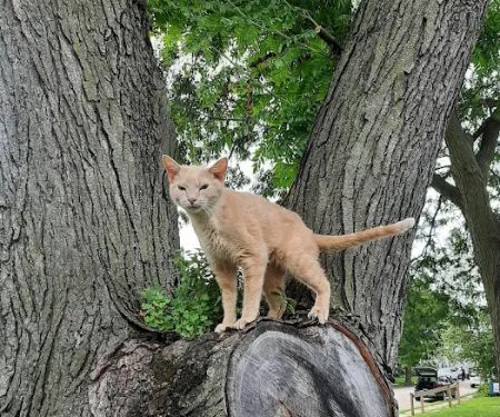 Vanderloo & White Animal Hospital