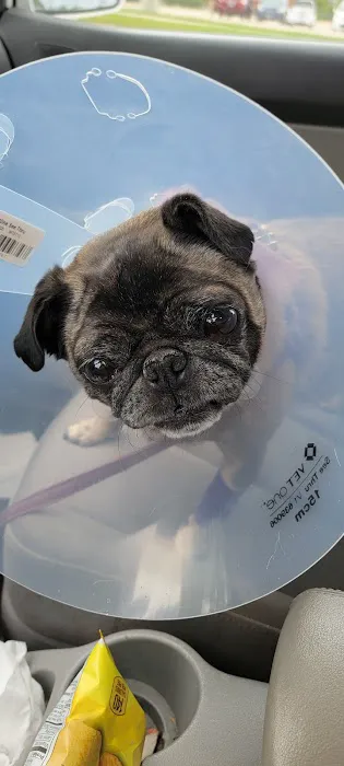 Vanderloo & White Animal Hospital Picture 5