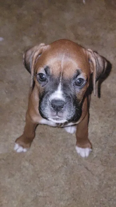 Vanderloo & White Animal Hospital Picture 7