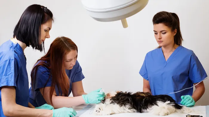 Vanderloo & White Animal Hospital Picture 9