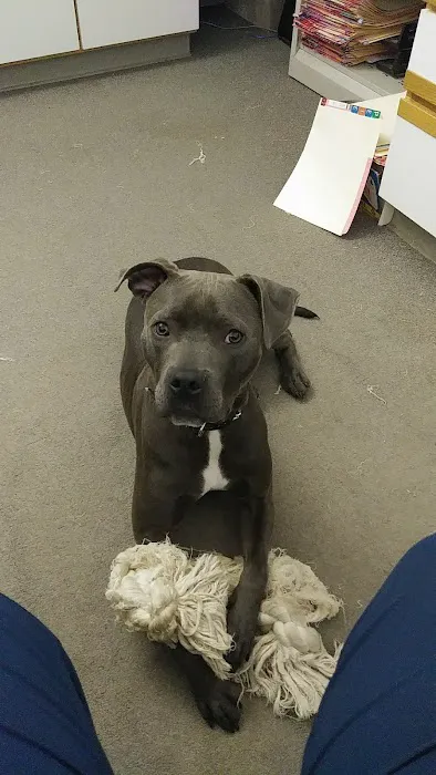 Petcare Clinics Sc Picture 1