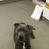 Petcare Clinics Sc ico