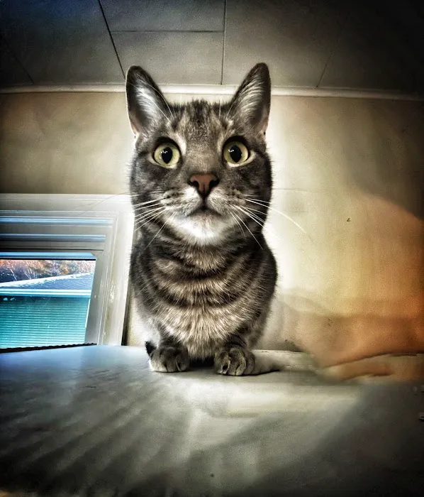 Petcare Clinics Sc Picture 2