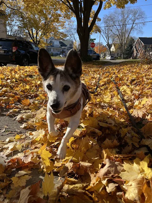 VCA Veterinary Emergency Service & Veterinary Specialty Center Picture 1