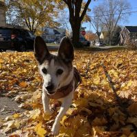 VCA Veterinary Emergency Service & Veterinary Specialty Center ico