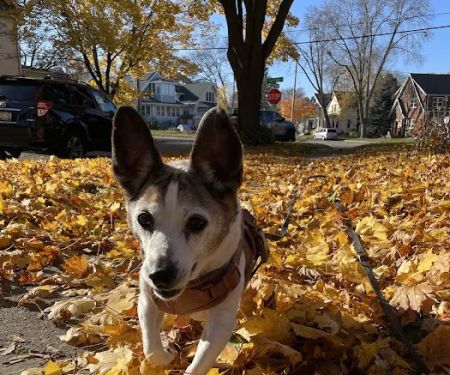 VCA Veterinary Emergency Service & Veterinary Specialty Center