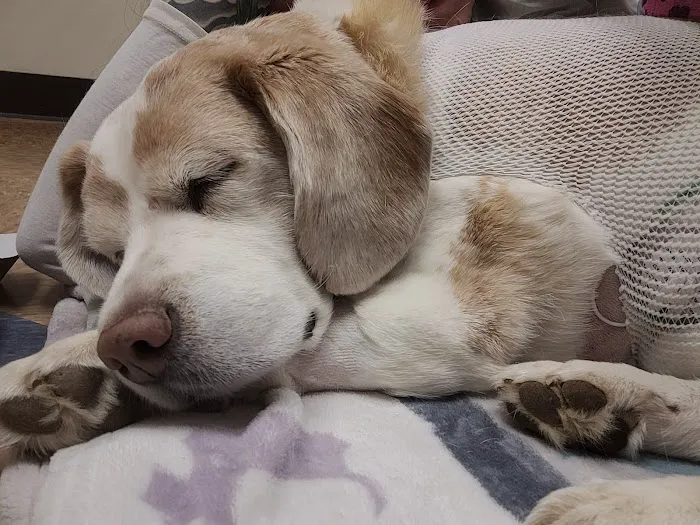 VCA Veterinary Emergency Service & Veterinary Specialty Center Picture 3