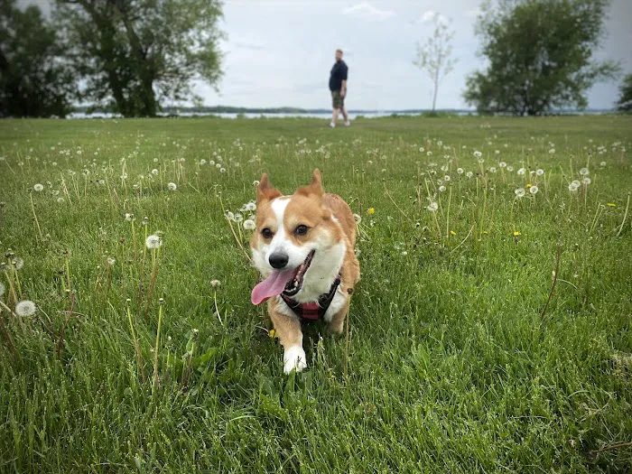 VCA Veterinary Emergency Service & Veterinary Specialty Center Picture 5