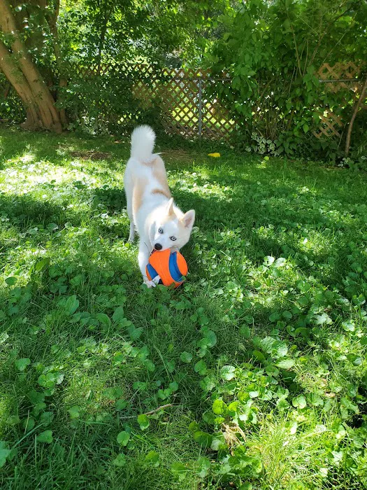 VCA Veterinary Emergency Service & Veterinary Specialty Center Picture 4