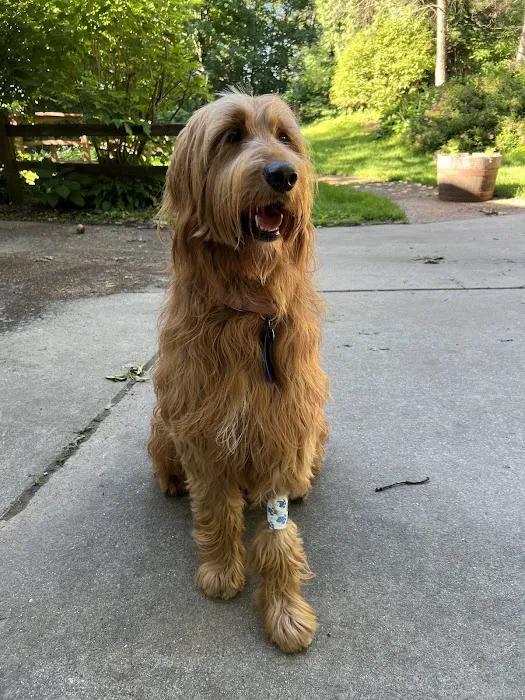 VCA Veterinary Emergency Service & Veterinary Specialty Center Picture 7