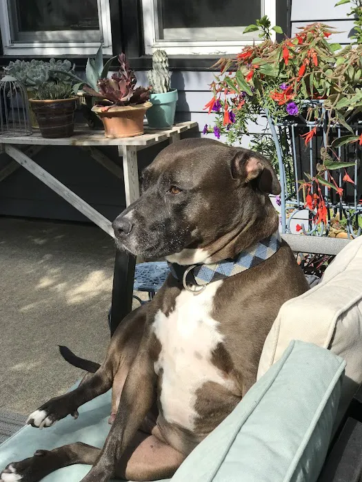 VCA Veterinary Emergency Service & Veterinary Specialty Center Picture 8