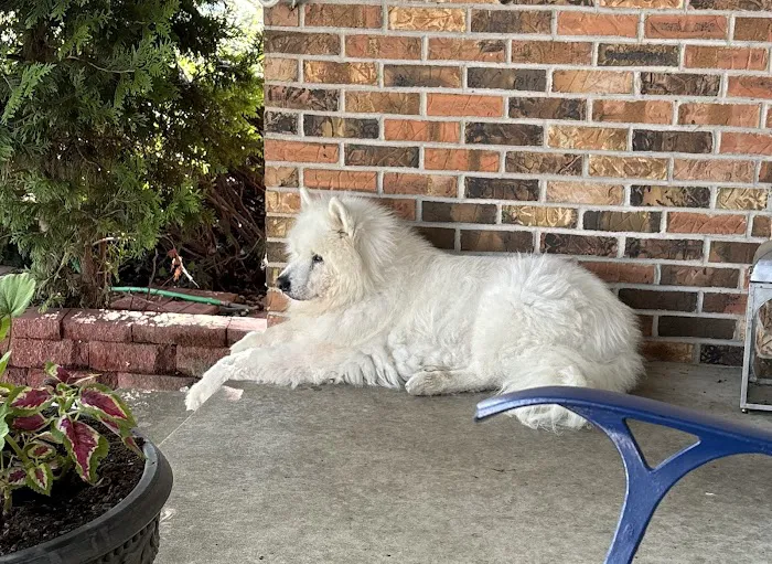 VCA Veterinary Emergency Service & Veterinary Specialty Center Picture 10