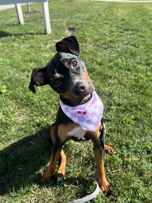 Foxridge Veterinary Care Picture 3