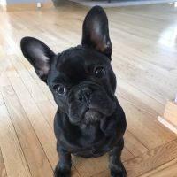 Sondel Family Veterinary Clinic ico