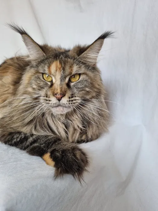 Sondel Family Veterinary Clinic Picture 5