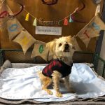 HEAL Integrative Veterinary Center