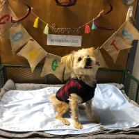 HEAL Integrative Veterinary Center ico