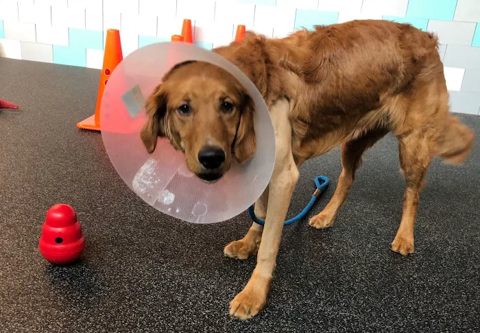 HEAL Integrative Veterinary Center Picture 4