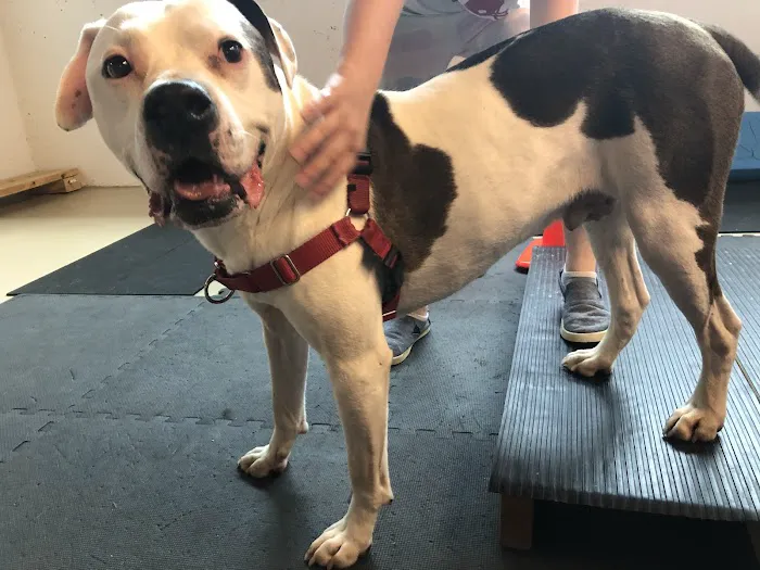 HEAL Integrative Veterinary Center Picture 5