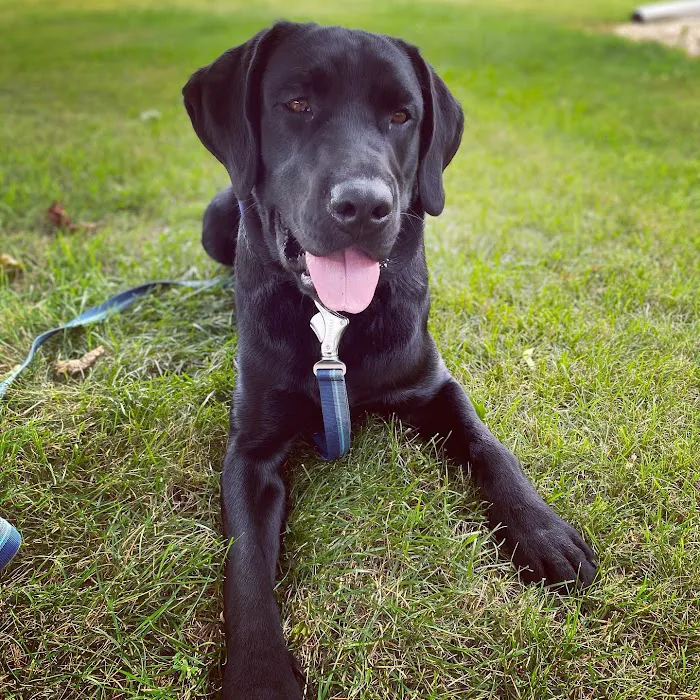 HEAL Integrative Veterinary Center Picture 9