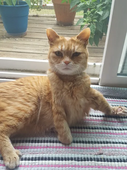 HEAL Integrative Veterinary Center Picture 10