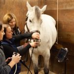 Irongate Equine Clinic