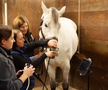 Irongate Equine Clinic