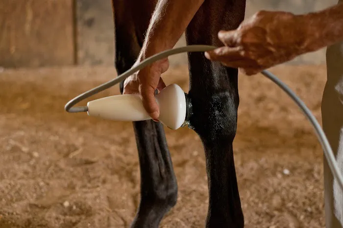 Irongate Equine Clinic Picture 6