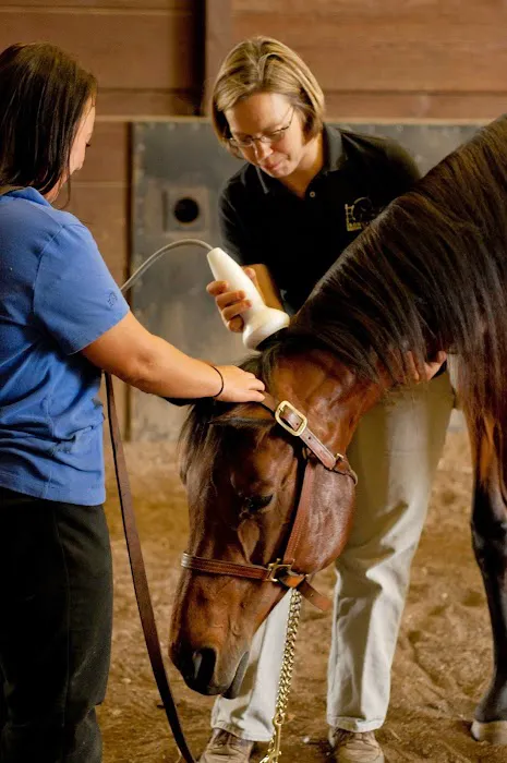 Irongate Equine Clinic Picture 4