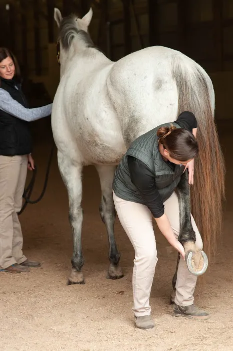 Irongate Equine Clinic Picture 9