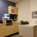 Edinger Surgical Options