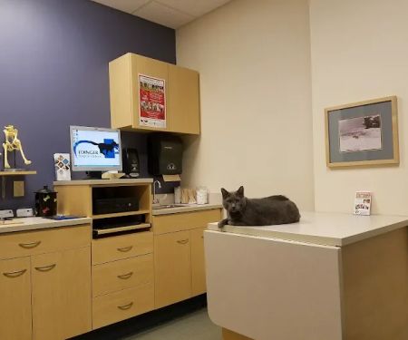 Edinger Surgical Options