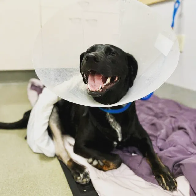 Edinger Surgical Options Picture 2