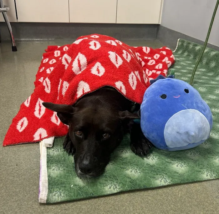 Edinger Surgical Options Picture 4