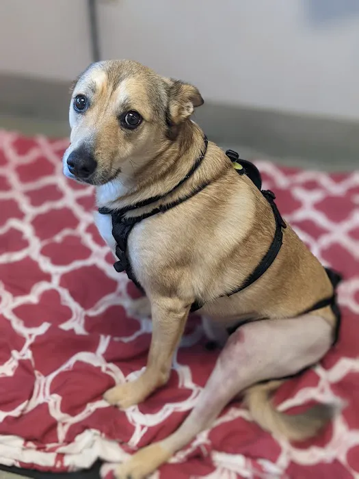 Edinger Surgical Options Picture 5