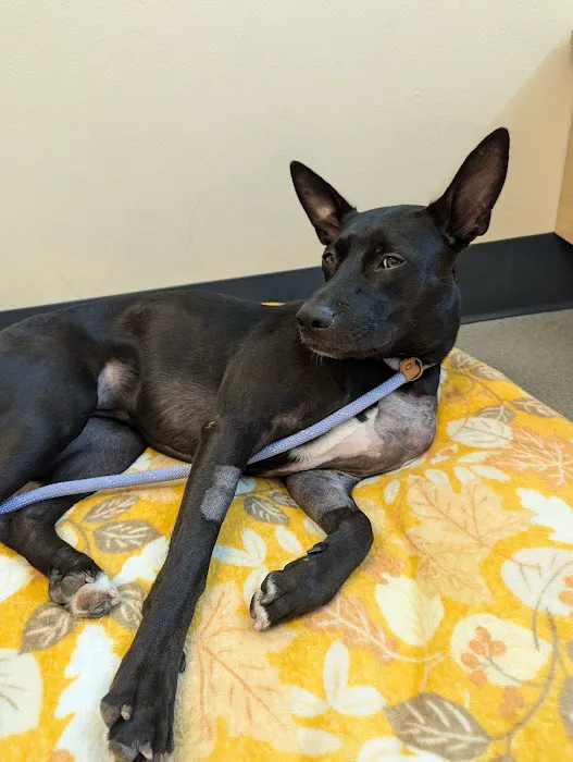 Edinger Surgical Options Picture 8