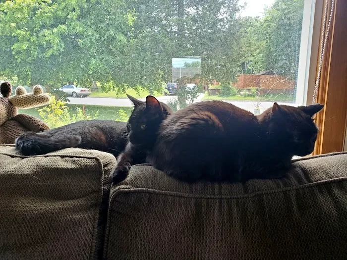 Passion for Paws Veterinary Clinic, Boarding and Daycare Picture 1