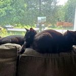 Passion for Paws Veterinary Clinic, Boarding and Daycare