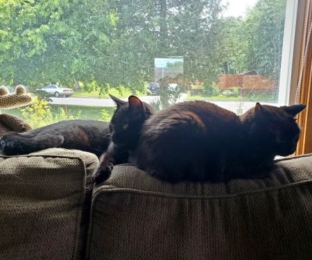 Passion for Paws Veterinary Clinic, Boarding and Daycare