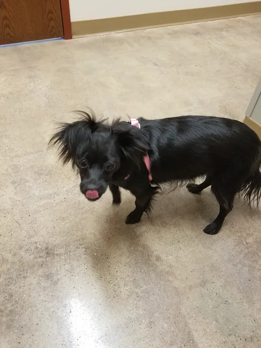 Passion for Paws Veterinary Clinic, Boarding and Daycare Picture 3