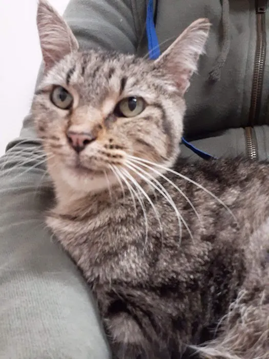 Passion for Paws Veterinary Clinic, Boarding and Daycare Picture 10