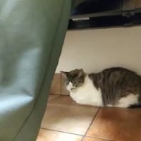 Banfield Pet Hospital ico