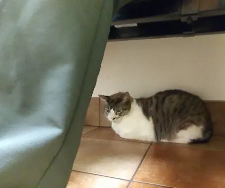 Banfield Pet Hospital