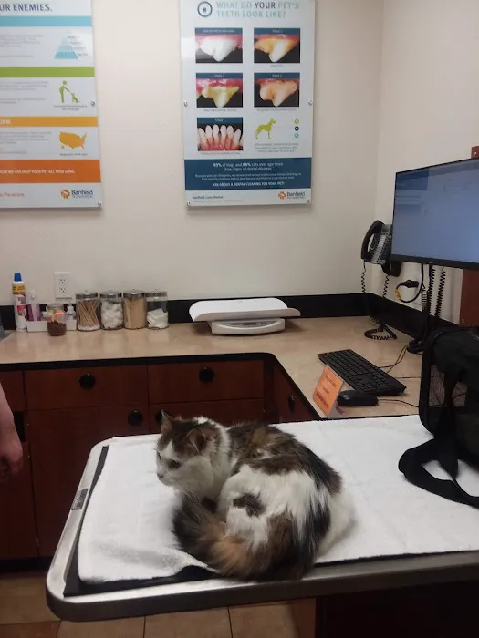 Banfield Pet Hospital Picture 4