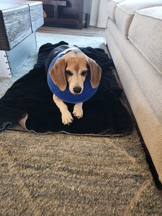 Banfield Pet Hospital Picture 9