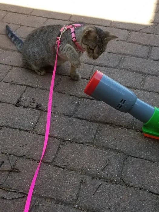 Banfield Pet Hospital Picture 6