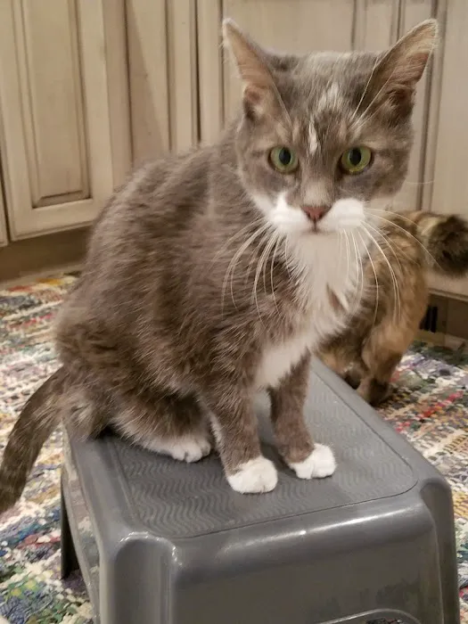 Tri-Vet Associates Picture 8