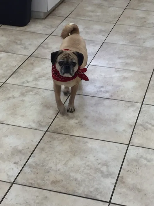 Tri-Vet Associates Picture 10