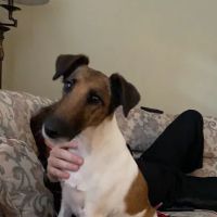 Neumeister Animal Hospital ico